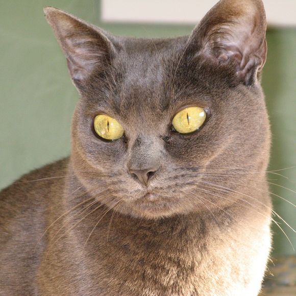 Meet your Posher, Lori - Picture 1 of 1